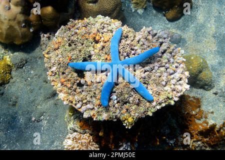 Blue linckia (Linckia laevigata), nord de Bali, Bali, Indonésie Banque D'Images