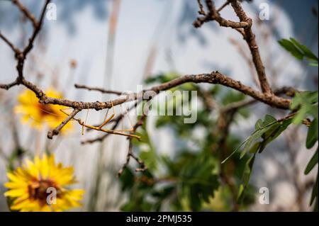 Insecte de bâton de marche essayant de se mélanger et de camoufler sur un bâton de branche d'arbre. Banque D'Images