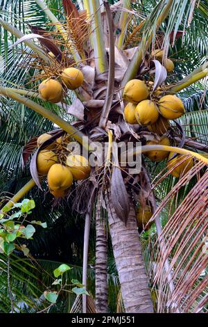 Noix de coco sur le cococotier (Cocos nucifera), Lovina, Bali Nord, Bali, Indonésie Banque D'Images