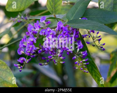 Pois de corail violet (Hardenbergia violacea), Australie Banque D'Images