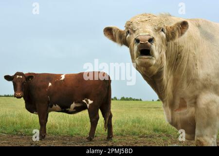 Bovins domestiques, bœuf, taureau à épine, bœufs, vache debout dans les pâturages, Angleterre, Royaume-Uni Banque D'Images