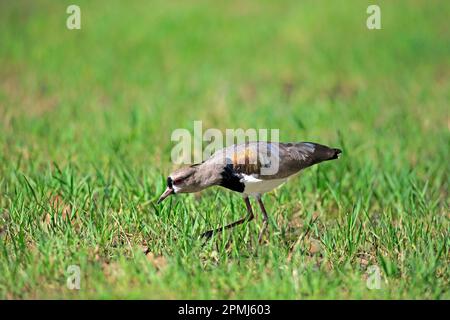 laponie du Sud (Vanellus chilensis), Pantanal, Mato Grosso, Brésil Banque D'Images