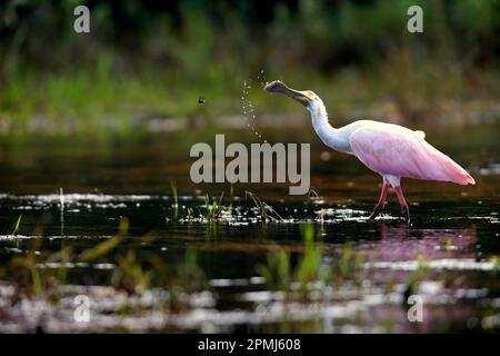 Roseate spoonbill (Ajaia ajaja), Pantanal, Mato Grosso, Brésil Banque D'Images