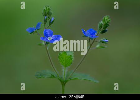 Bois forget-me-not (Myosotis sylvatica) Banque D'Images