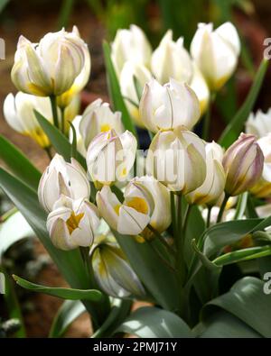 Les délicates fleurs blanches de Tulipa Polychroma. Banque D'Images