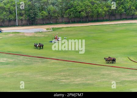 Un groupe de chevaux utilisé pour jouer au polo, dans un champ à la périphérie de Lima, au Pérou Banque D'Images