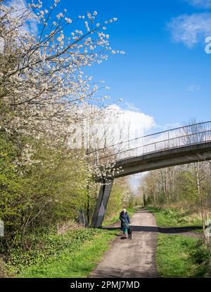 Une femme marche son chien le long de la piste cyclable de C2C en passant par les fleurs printanières à Fatfield, Washington, dans le nord-est de l'Angleterre, au Royaume-Uni Banque D'Images