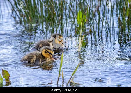 Paire de petits canards colverts nouvellement éclos dans l'eau bâclée au bord du lac dans la pluie battante Banque D'Images