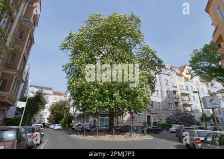 Châtaignier (Aesculus hippocastanum), Bozener Strasse, Schoeneberg, Berlin, Allemagne Banque D'Images