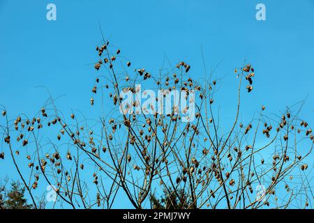 Arbre appelé sapindus saponaria, populairement connu comme arbre de savon, avec ciel bleu dans le fond Banque D'Images