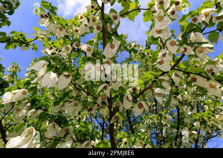 Allemagne, Bade-Wurtemberg, Weinheim, Hermannshof, mouchoir à fleurs (Davidia involucrata) Banque D'Images