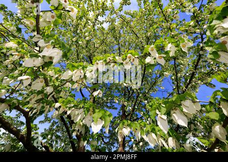 Allemagne, Bade-Wurtemberg, Weinheim, Hermannshof, mouchoir à fleurs (Davidia involucrata) Banque D'Images