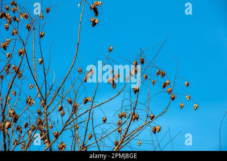 Arbre appelé sapindus saponaria, populairement connu comme arbre de savon, avec ciel bleu dans le fond Banque D'Images