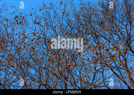 Arbre appelé sapindus saponaria, populairement connu comme arbre de savon, avec ciel bleu dans le fond Banque D'Images