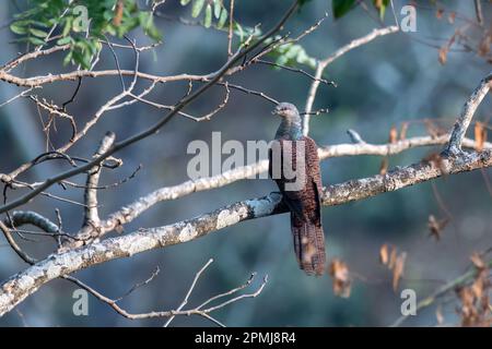 La cuckoo-dove barrée (Macropygia unchall) observée à Rongtong dans le Bengale occidental, Inde Banque D'Images