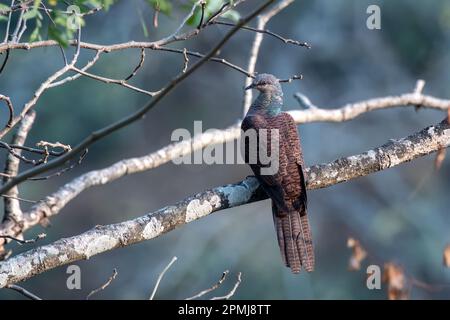 La cuckoo-dove barrée (Macropygia unchall) observée à Rongtong dans le Bengale occidental, Inde Banque D'Images