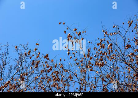 Arbre appelé sapindus saponaria, populairement connu comme arbre de savon, avec ciel bleu dans le fond Banque D'Images