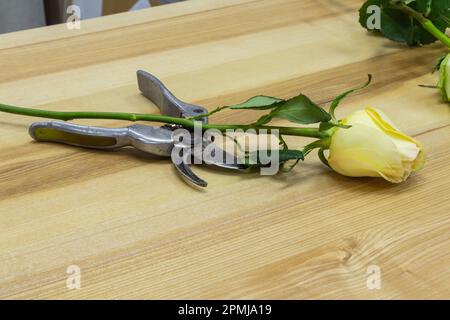 des ciseaux pour couper des fleurs se trouvent sur une table avec des fleurs dans un fleuriste Banque D'Images