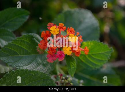 gros plan d'une lantana camara Banque D'Images