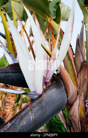 Strelitzia est un genre de cinq espèces de plantes vivaces, indigènes de l'Afrique du Sud. Il appartient à la famille des plantes Strelitziaceae. Nom commun du Banque D'Images