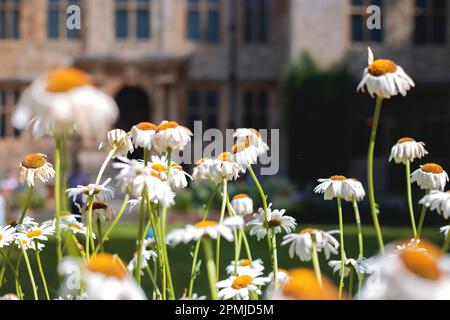 Pâquerettes sur le fond du château en Angleterre Banque D'Images