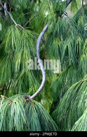 Une branche et des aiguilles du pin de Weymouth pleurant. Banque D'Images