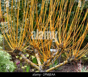 Les tiges de printemps de Salix Alba Golden Ness. Banque D'Images