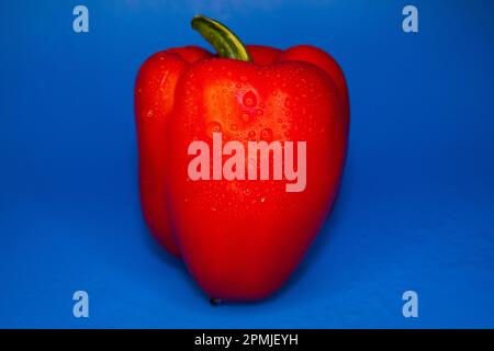 Le poivron rouge vif sur fond bleu. L'eau tombe sur le poivron rouge. Aliments crus sucrés. Banque D'Images