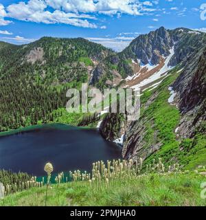 Xérophylle en fleurs au-dessus de falaise lac ci-dessous eagle cliff dans la bitterroot range le long du sentier près de stateline, supérieure au Montana Banque D'Images