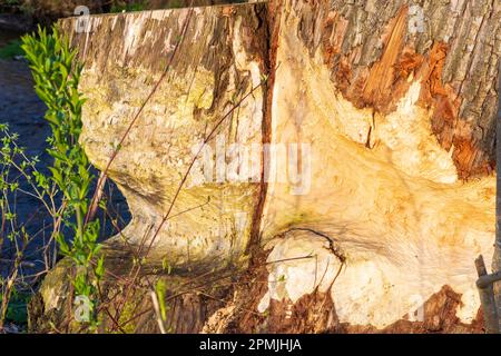 Piding : morsure de castor sur le tronc d'arbre de la rivière Saalach à Oberbayern, Berchtesgadener Land, haute-Bavière, Bayern, Bavière, Allemagne Banque D'Images