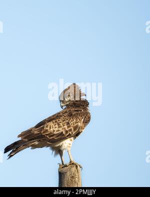 Aigle de serpent à bout court ou Circaetus glicus position assise dans la forêt de Dadia Evros Grèce, isolé, ciel bleu Banque D'Images