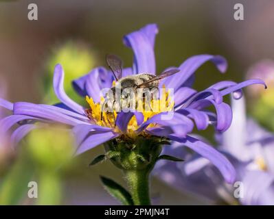 Gros plan d'une abeille mâle appartenant à un Leafcutter et qui pollinise une fleur d'Aster pourpre. Banque D'Images
