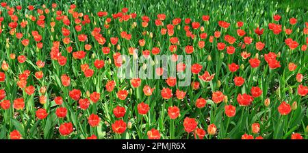 Photo panoramique d'un champ de tulipes avec des fleurs rouges Banque D'Images