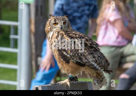 Indian Eagle Owl au Leeds Castle Falconry Centre, Leeds, Kent, Angleterre, Royaume-Uni Banque D'Images