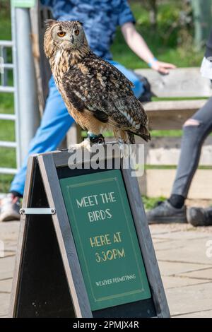 Indian Eagle Owl au Leeds Castle Falconry Centre, Leeds, Kent, Angleterre, Royaume-Uni Banque D'Images