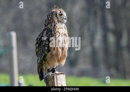 Indian Eagle Owl au Leeds Castle Falconry Centre, Leeds, Kent, Angleterre, Royaume-Uni Banque D'Images