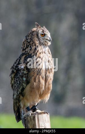 Indian Eagle Owl au Leeds Castle Falconry Centre, Leeds, Kent, Angleterre, Royaume-Uni Banque D'Images