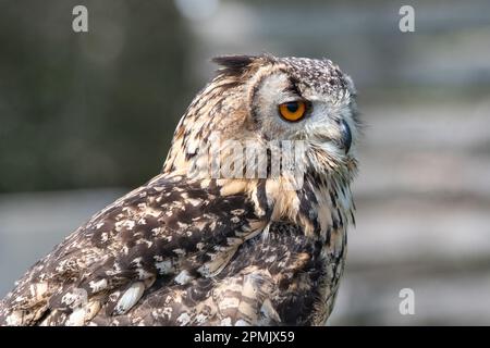 Indian Eagle Owl au Leeds Castle Falconry Centre, Leeds, Kent, Angleterre, Royaume-Uni Banque D'Images