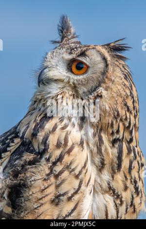 Indian Eagle Owl au Leeds Castle Falconry Centre, Leeds, Kent, Angleterre, Royaume-Uni Banque D'Images