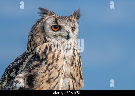 Indian Eagle Owl au Leeds Castle Falconry Centre, Leeds, Kent, Angleterre, Royaume-Uni Banque D'Images