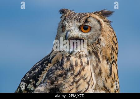 Indian Eagle Owl au Leeds Castle Falconry Centre, Leeds, Kent, Angleterre, Royaume-Uni Banque D'Images