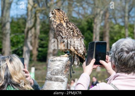 Indian Eagle Owl au Leeds Castle Falconry Centre, Leeds, Kent, Angleterre, Royaume-Uni Banque D'Images