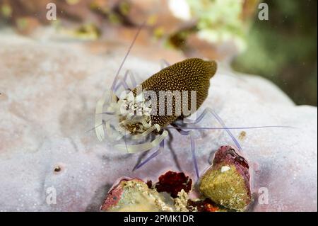 Gambero Vinaio drimo, crevettes d'Arlequin (Gnathophyllum elegans). Capo Caccia, Alghero, Sardaigne, Italie Banque D'Images