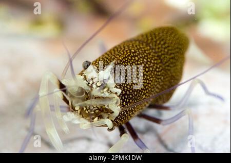 Gambero Vinaio drimo, crevettes d'Arlequin (Gnathophyllum elegans). Capo Caccia, Alghero, Sardaigne, Italie Banque D'Images