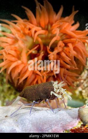 Gambero Vinaio drimo, crevettes d'Arlequin (Gnathophyllum elegans). Capo Caccia, Alghero, Sardaigne, Italie Banque D'Images