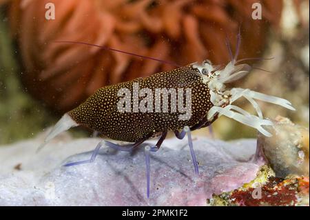 Gambero Vinaio drimo, crevettes d'Arlequin (Gnathophyllum elegans). Capo Caccia, Alghero, Sardaigne, Italie Banque D'Images