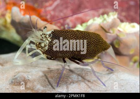 Gambero Vinaio drimo, crevettes d'Arlequin (Gnathophyllum elegans). Capo Caccia, Alghero, Sardaigne, Italie Banque D'Images