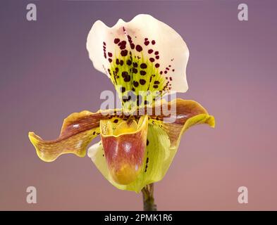 Lady's Slipper Espèces orchidées Paphiopedilum Banque D'Images