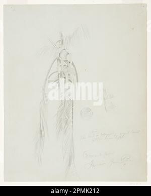 Dessin, paume de la noix de coco, Jamaïque; église Frederic Edwin (américaine, 1826–1900); Jamaïque; graphite sur papier gris-vert; feuille: 27,5 x 22 cm (10 13/16 x 8 11/16 po.) Banque D'Images