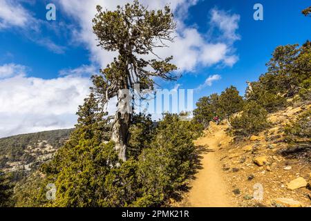 Randonnée dans les montagnes Troodos, Chypre. Artemis Trail. Un des plus hauts sentiers circulaires dans les montagnes Troodos autour de la haute Chionistra (Olympe) de 1952 mètres avec des pins et des genévriers. Banque D'Images